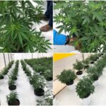 Desde Santa Marta se exportaron 100 mil semillas de cannabis a Estados Unidos