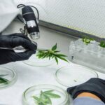 Uniantioquia hace pruebas para determinar si la cannabis medicinal inhibe el COVID-19