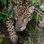 El jaguar, especie salvaguardada en su hábitat por Cerrejón
