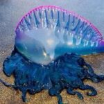 Alertan presencia de Fragata Portuguesa en las playas de Riohacha