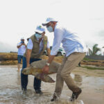31 tortugas marinas incautadas en Maicao, fueron liberadas por Corpoguajira