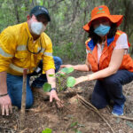 En la Gran Sembratón Nacional, Cerrejón fue la empresa minera en Colombia que más árboles plantó