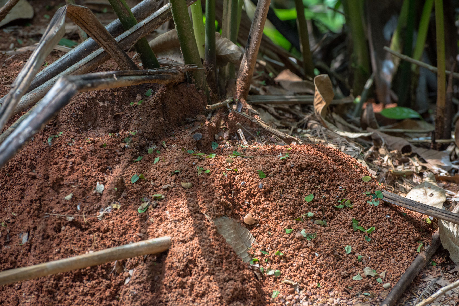 Existe una amplia gama de soluciones que abarcan desde la regeneración natural y la regeneración natural asistida hasta la agroforestería y la siembra activa en proyectos de restauración. Foto: Felipe Villegas.