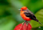 La Guajira ocupó el segundo lugar, en avistamientos de aves en el Caribe colombiano, por tercer año ...
