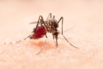 La Cruz Roja alerta sobre el riesgo de contagio de Dengue aún en temporada seca