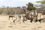 De chivos y hambrunas en La Guajira