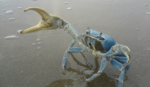 Corpoguajira promueve acciones para la conservación del cangrejo azul