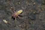 Descubren nuevo género y especie de araña látigo en La Guajira gracias a la investigación de biólogo...