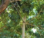 Air-e denuncia reconexión ilegal en el barrio La Unión de Villanueva