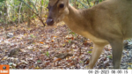 Más de 1.600 registros de fauna silvestre de La Guajira fueron captados con el sistema de cámaras de...