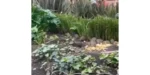 En video | Ratas invaden la zona financiera de Bogotá