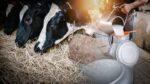 ¿Cómo la variabilidad climática afecta los precios de leche cruda del Atlántico?