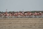 Flamenco Rosado: Reportan primer intento de anidación en el Santuario de Los Flamencos, La Guajira