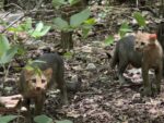 Cerrejón rescata y libera dos yaguarundíes en sus áreas de conservación